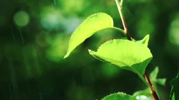 Краплі Дощу Падають Зелений Лист Саду Поливати Зелену Траву Повільний — стокове відео