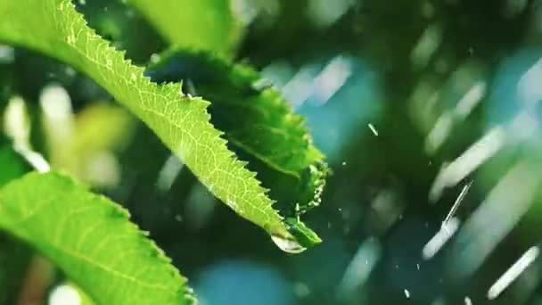 Yaprakların Üzerine Yağmur Damlaları Düşer Yavaş Çekim — Stok video
