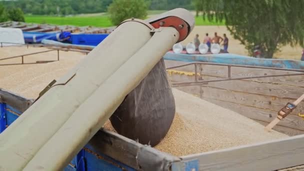 Häll Vetekorn Dragkärran Efter Skörd Över Den Naturliga Bakgrunden Kombinera — Stockvideo