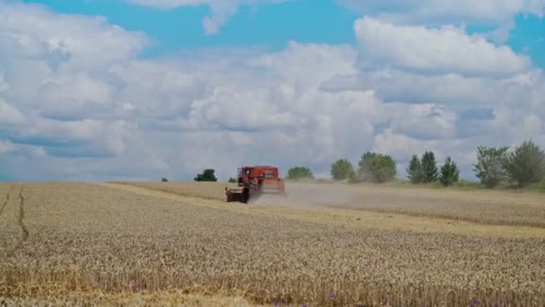 青い空と白い雲の下でコンバインハーベスターと農村部の場所の黄金のフィールド 農業の背景に関する作業で赤の組み合わせ — ストック動画