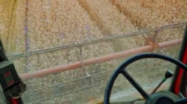 Buğday sarı tarlasında bir kabinin mevsimlik işleri. Sürücünün gözünden buğday toplamak. Yakın plan.