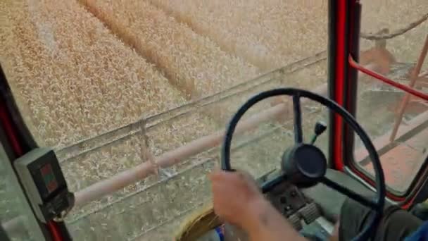 Mähdrescher Schneidet Reifen Weizen Auf Dem Feld Das Schneiden Von — Stockvideo