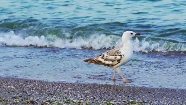 美丽的白色海鸥在海岸上与天然的蓝色水底相对照 鸟儿在海滩上慢慢地走着 四处张望着 后续行动 — 图库视频影像