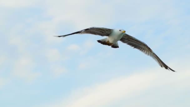 Ensam Stor Mås Med Grå Vingar Och Apelsinnäbb Flyger Över — Stockvideo