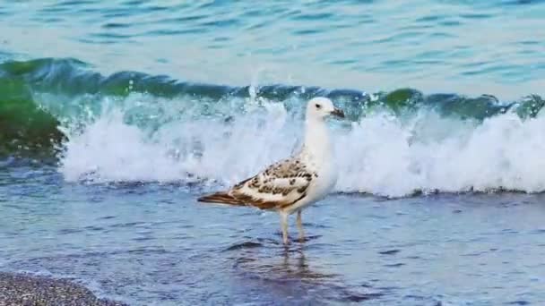 白いカモメが警戒しているように見え 背後の海の波の背景に海岸から飛びます 接近中だ 野生の自然 — ストック動画