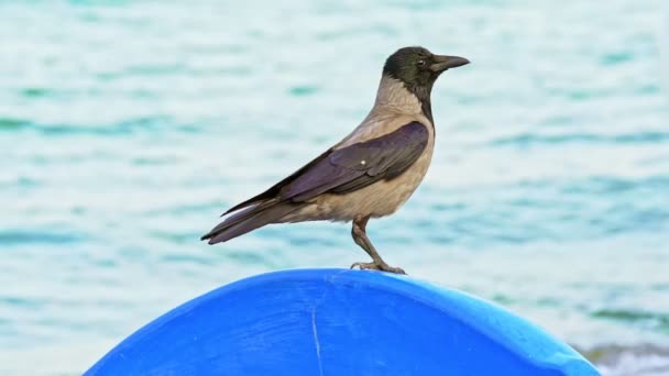 Uccello Marino Con Testa Ali Colore Nero Siede Oggetto Rotondo — Video Stock