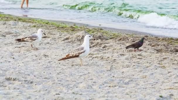 Deux Mouettes Une Petite Colombe Marchent Long Littoral Recherche Êtres — Video