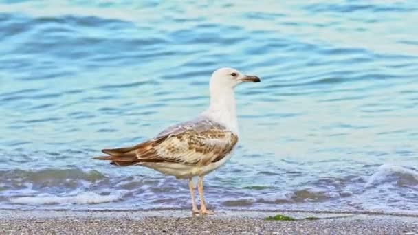 White Seagull Brown Feathers Long Legs Stands Sand Background Turquoise — Stock Video