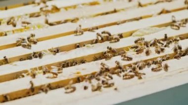 Arı yetiştiricisi arı kovanında çalışır, açık arı kovanında. Ballı çerçeveler. Yazın bir arı..