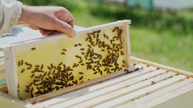 Arıcı apiary'de arı ve arı kovanlarıyla çalışır. Arıcılık kavramı