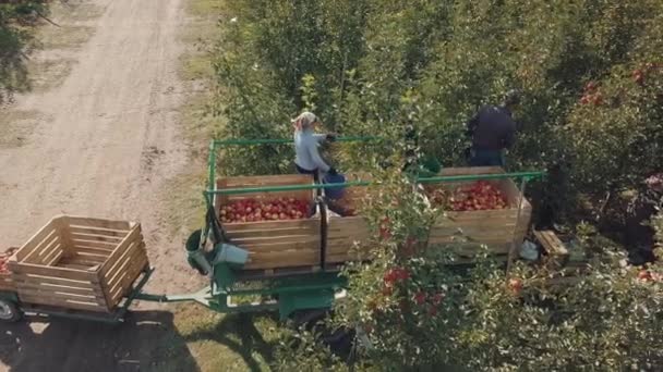 労働者は夏に畑のリンゴ園の木の箱に熟したリンゴを選ぶ 女性と男性は暖かい天候の中で庭で働いています — ストック動画