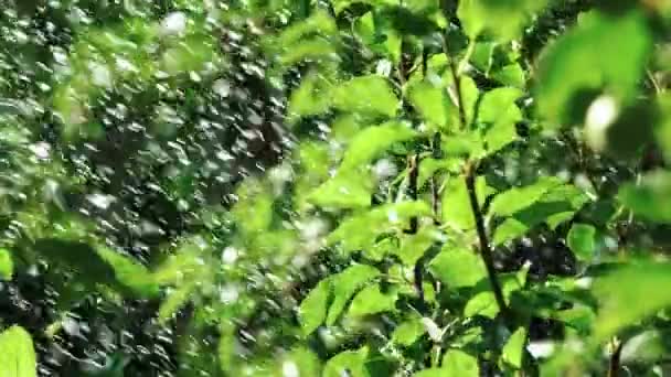 Ağaçların Yeşil Yaprakları Güneşte Isıtılıyordu Büyük Miktarda Sıcak Bir Günde — Stok video