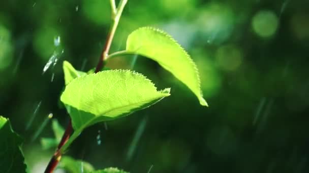 Waterdruppels Vallen Lichtgroene Jonge Bladeren Van Een Plant Tuin Een — Stockvideo