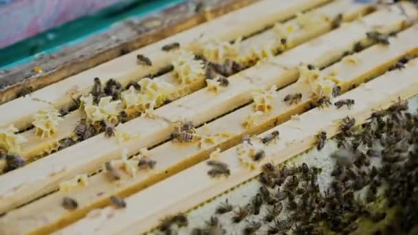 蜂巢的框架 在蜂巢里工作的蜜蜂 蜜蜂把花蜜变成蜂蜜 — 图库视频影像