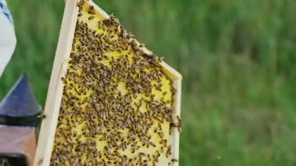 Händer Mannen Visar Träram Med Honeycombs Bakgrunden Grönt Gräs Trädgården — Stockvideo