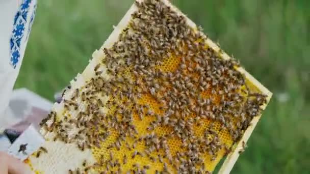 Apicultor Examina Las Abejas Panales Las Manos Del Apicultor Abeja — Vídeos de Stock