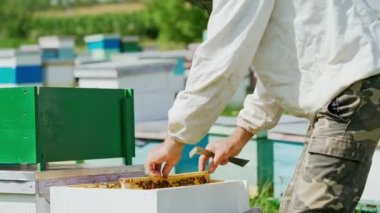 Arı yetiştiricisi arılarla ve arı kovanlarıyla çalışıyor. Arılar bal peteğinde. Arı kovanının çerçeveleri. Arıcılık. Tatlım..