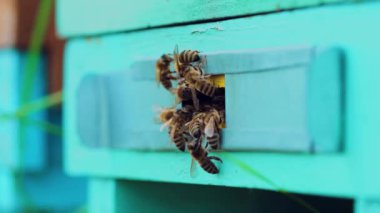 Bal arıları arı kovanlarının etrafında dolanıp uçuyorlar. Bal üretimi ve arı araştırmaları için arı görüntüleri. Yavaş Hareket.