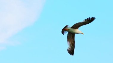 Bir martı uçar. Gökteki martı. Yavaş Hareket