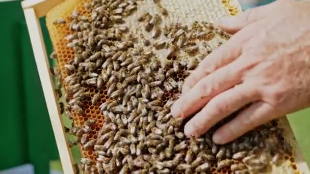 Apicultor Mantiene Marco Madera Con Panal Abejas Primer Plano Abeja — Vídeo de stock