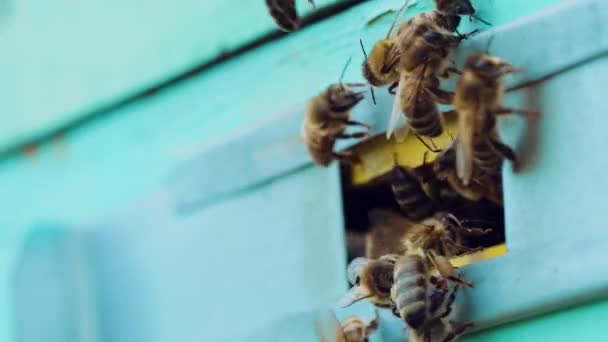 Bienen Fliegen Sommer Aus Dem Stock Sonniger Tag Zum Nektartrinken — Stockvideo