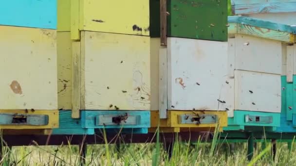 Honigbienen Schwärmen Und Fliegen Ihren Bienenstock Herum Ein Bienenhaus Sommer — Stockvideo
