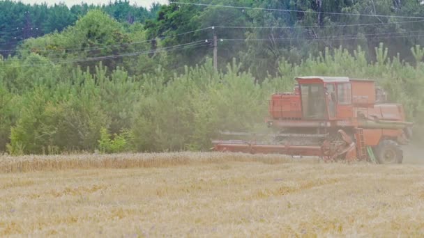 Поєднуйте Комбайн Дії Полі Збиральний Комбайн Збиральна Машина Збирання Пшеничного — стокове відео