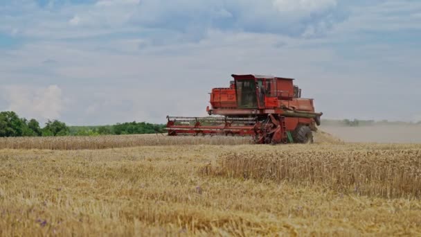 Kombinovat Sklizeň Zralou Pšenici Farmě Čas Sklizně — Stock video