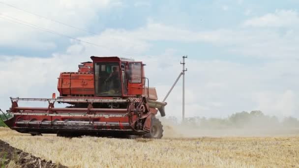Čas Sklizně Kombinovat Kombajn Pracující Pšeničném Poli — Stock video