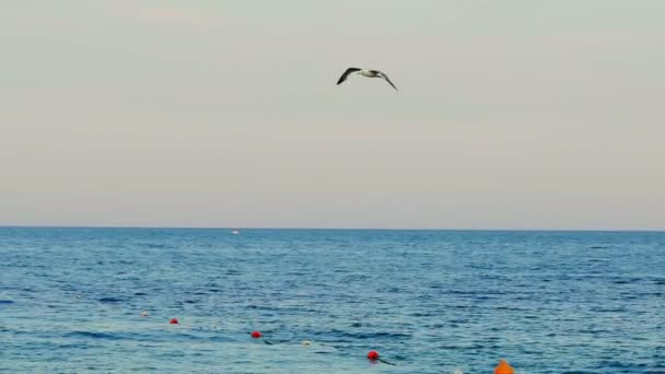 Seagull Flight Sea Surface Slow Motion — Stock Video