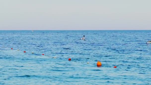 海鳥は水面を飛ぶ 空にカモメ スローモーション — ストック動画