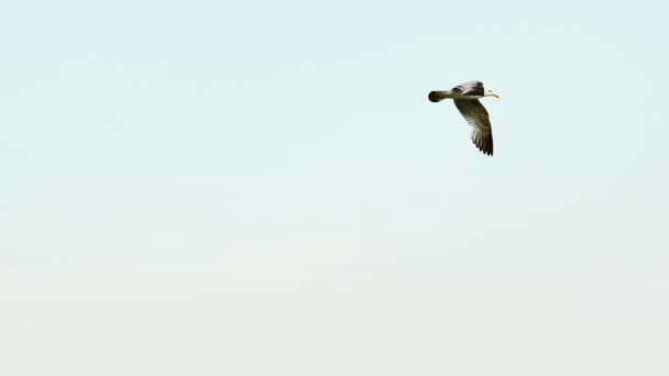 Gaviota Volando Cielo Azul Movimiento Lento — Vídeo de stock