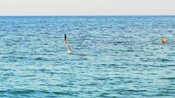 Burung Camar Terbang Atas Permukaan Laut Camar Langit Gerakan Lambat — Stok Video