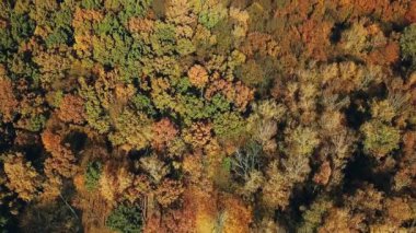 İnsansız hava aracı, yüksek açıyla güneşli sonbahar ormanlarını vurdu. Güneşli bir günde sonbahar renk ormanı. Kamera yukarıdan aşağıya hareket eder