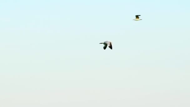 Hermosa Vista Gaviota Volando Sobre Mar Gaviota Vuela Cielo Baja — Vídeo de stock