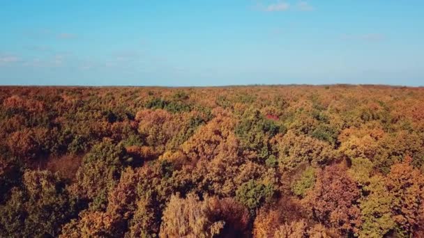 在森林的背景上 黄树和桔树的迷人景色 蔚蓝的天空下 美丽的秋天森林风景 空中景观 — 图库视频影像