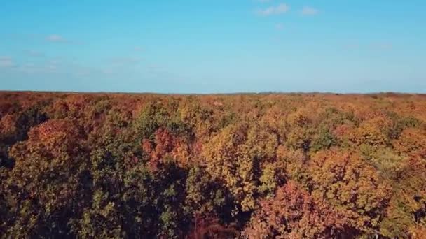 Flygfoto Över Höstskogen Och Vinden Skakar Toppen Träden Utomhus Drone — Stockvideo