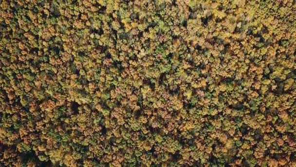 秋の自然の背景の美しい風景のスローモーションカメラ 昼間は色の違う木々が生い茂る森 空中風景 — ストック動画
