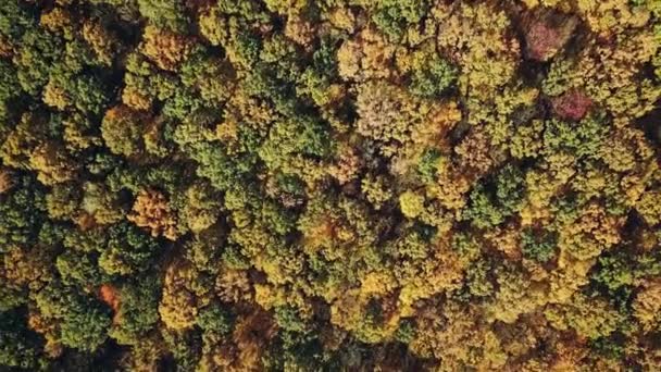 Sonbaharda Kuş Gözünden Inanılmaz Renkli Bir Orman Manzarası Güneşli Bir — Stok video