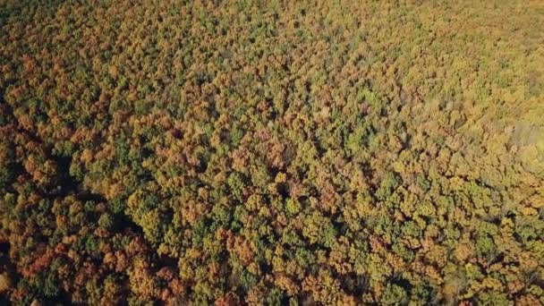 Вид Воздуха Красочные Осенние Деревья Большого Леса Рядом Сельской Местностью — стоковое видео