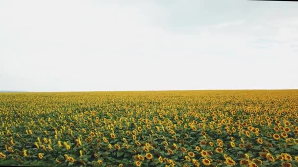 Vue aérienne de plantes vertes avec des sommets jaunes poussant sur le grand champ rural. Beaux champs avec tournesols en été. Caméra se déplace à gauche .