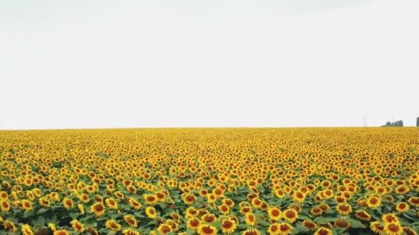 Duża Plantacja Żółtych Brązowych Słoneczników Zielonymi Liśćmi Rosnącymi Polu Latanie — Wideo stockowe