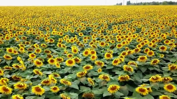 Grand champ de beaux tournesols en été. Survolant un champ de tournesol en fleurs, drone se déplaçant à travers un champ jaune de tournesols. Caméra se déplace à droite .