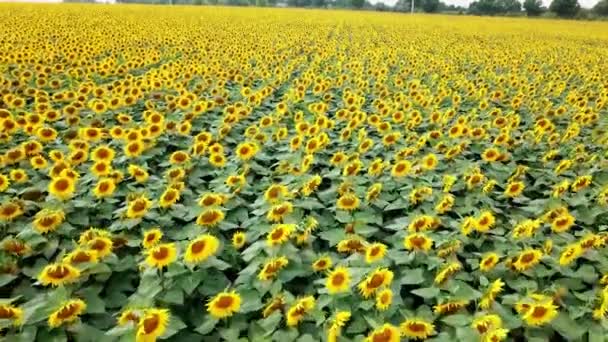 Natuurlijke Achtergrond Van Zonnebloemen Groeien Het Veld Wind Schommelen Groene — Stockvideo