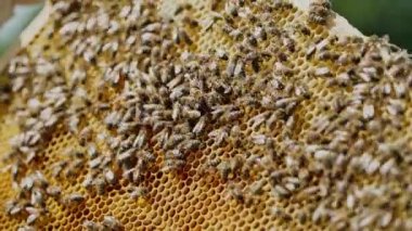 Çizgili arılar, sağlıklı ve lezzetli ballarla dolu bir bal peteğinde emekliyor ve mırıldanıyorlar. Dışarıda vızıldayan böceklerin olduğu bir çerçeve. Yakın plan.