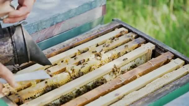 Apiarist Working Hive Smoke Chimney Scrubs Wax Frames Beekeeper Uncapping — Stock Video