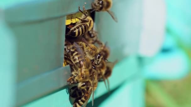 带着条纹的蜜蜂爬在模糊的背景上的蜂窝入口处 忙碌的昆虫把蜂蜜和花粉塞入蜂窝 宏观射门 — 图库视频影像