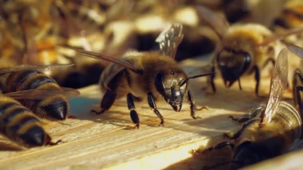 美丽的褐色昆虫爬上黑色的腿 在蜂窝的木制表面上有清晰的翅膀 天然蜂蜜蜜蜂在工作中的缓慢运动 宏观射门 — 图库视频影像