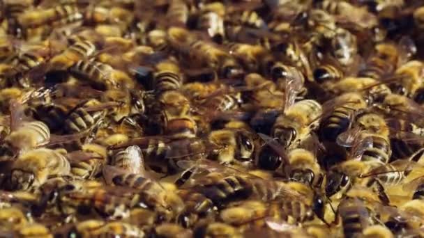 Many Bees Crawling Close Each Other Beehive Frame Outdoors Slow — Stock Video