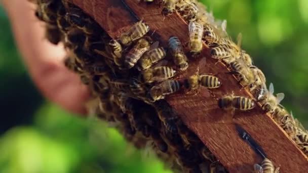 Деревянная Рама Полная Пчел Ползущих Работающих Размытом Фоне Мужская Рука — стоковое видео
